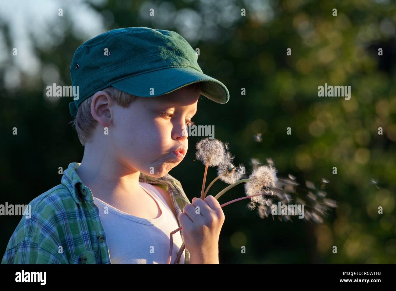 Little boy blowing dandelion clocks, Hohnstorf, Lower Saxony Stock Photo