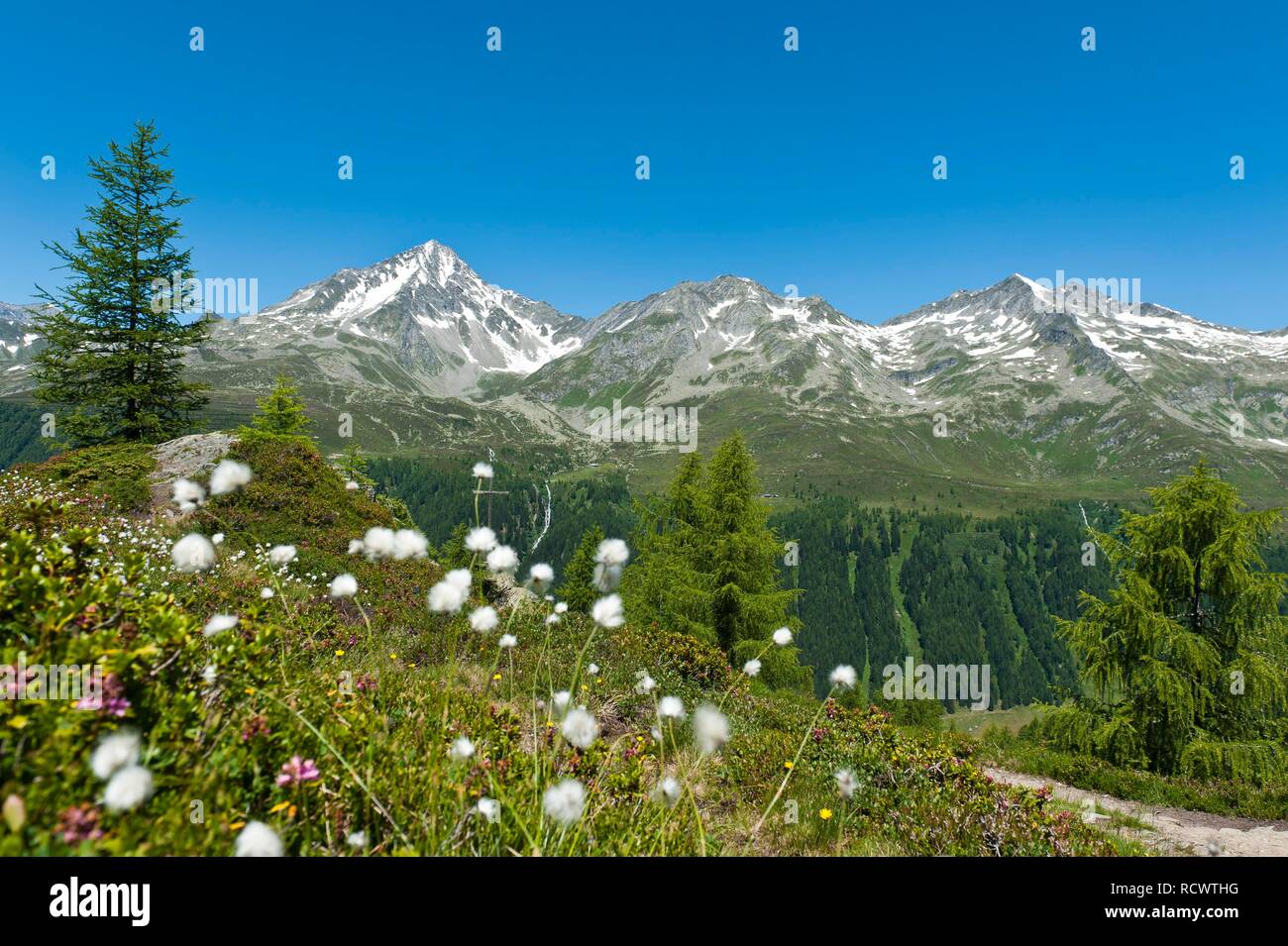 Cottongrass (Eriophorum), rear Rauhkofel, Rauchkofel 3251 m, Monte Fumo, Ahrntal, Valle Aurina, South Tyrol, Alto Adige, Italy Stock Photo