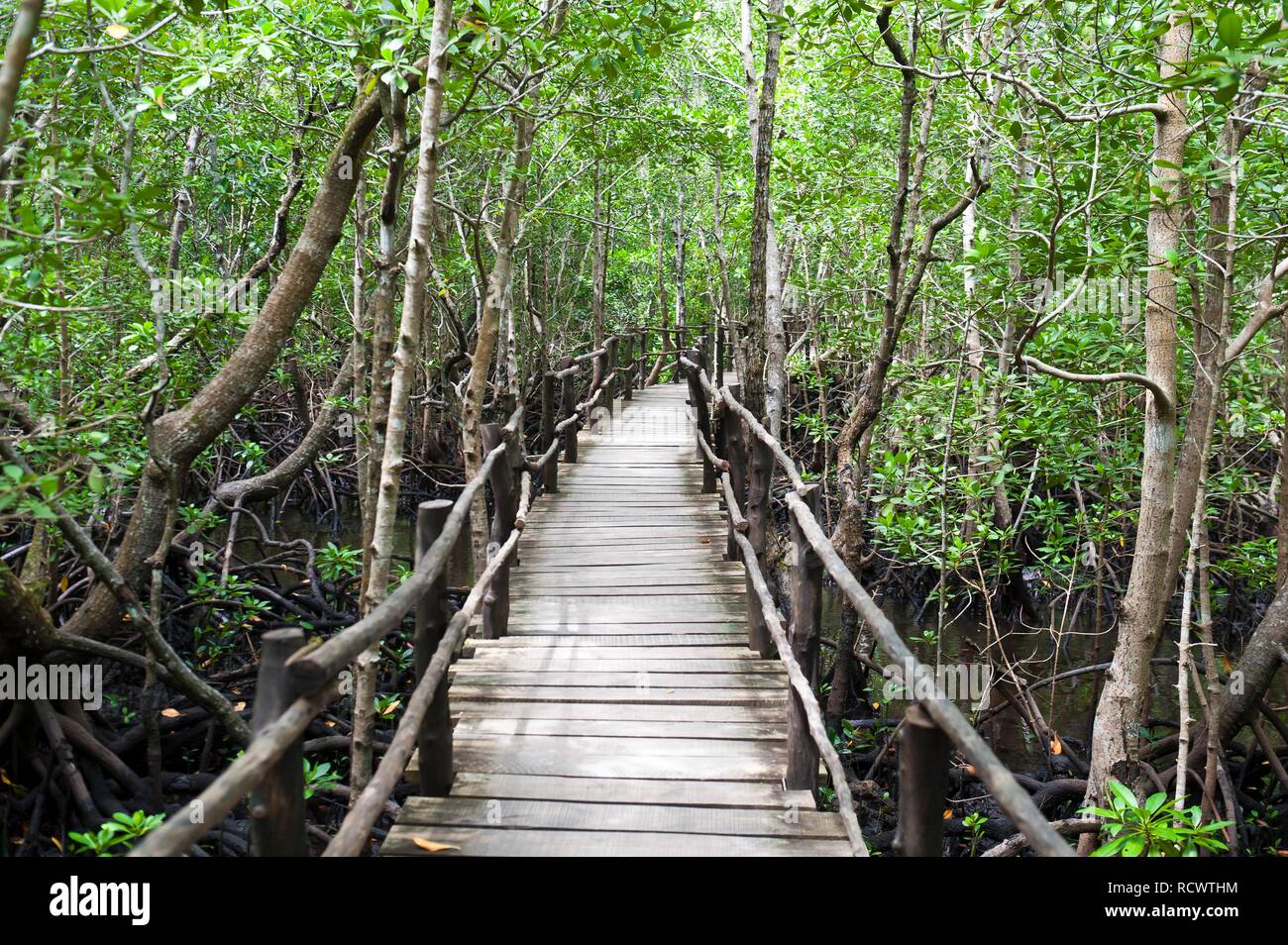 Wooden footbridge through mangroves (Rhizophora), forest, Jozani-Chwaka-Bay National Park, Zanzibar, Tanzania Stock Photo
