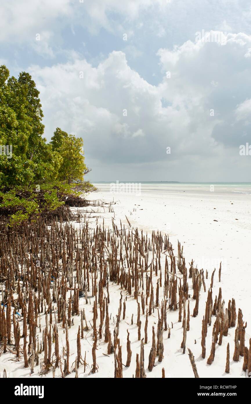 Mangrove, forest, tree (Rhizophora), stilt roots, Michanwi Bay Beach, Jozani-Chwaka-Bay National Park, Zanzibar, Tanzania Stock Photo