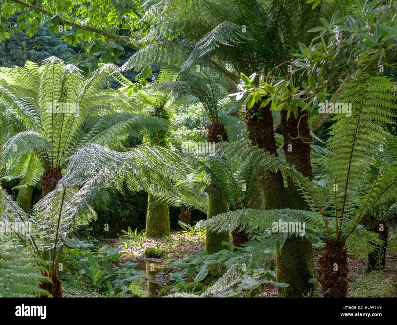 Tree fern in Trengwainton Garden, Penzance, England, Great Britain Stock Photo