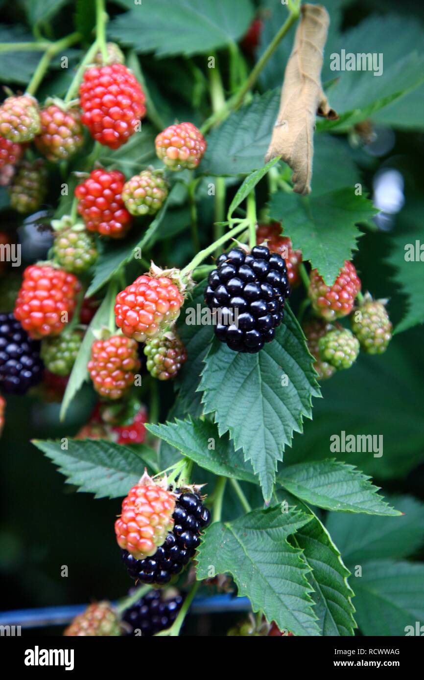 Blackberries (Rubus sectio Rubus), growing on a vine in various stages
