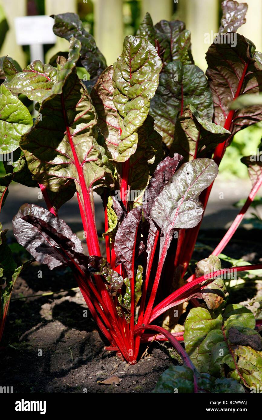Garden Rhubarb (Rheum rhabarbarum) Stock Photo