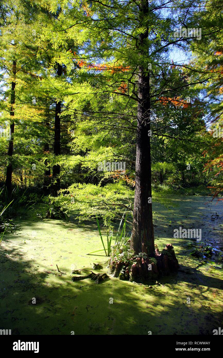Pond with American Bald Cypress or Swamp Cypress (Taxodium distichum), public Botanical Garden of the Ruhr-University Bochum Stock Photo