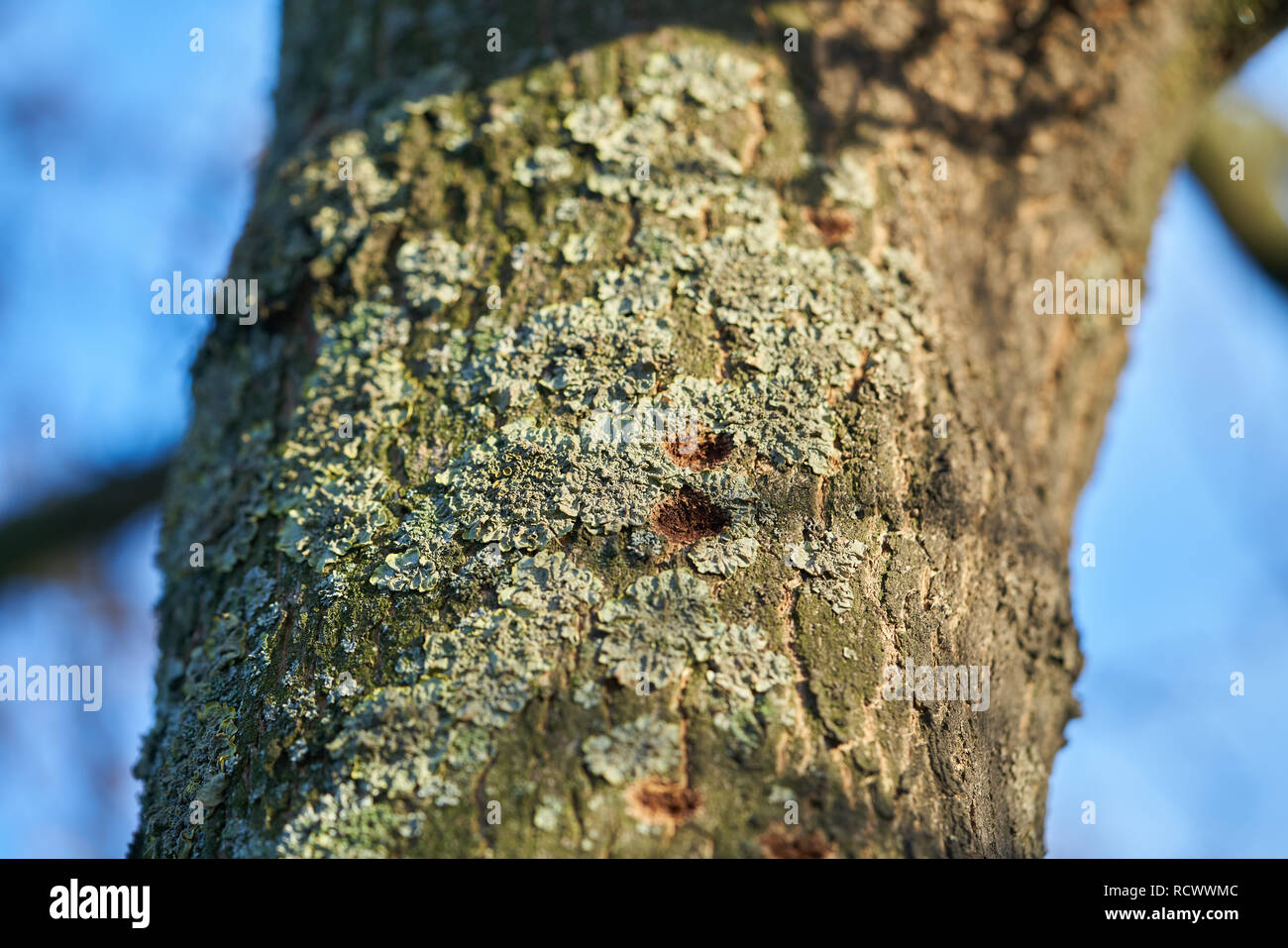 A tree infested by the Asian longhorn beetle in Magdeburg in Germany. The beetle is spreading around since 2000 in Europe, and damaged deciduous trees Stock Photo