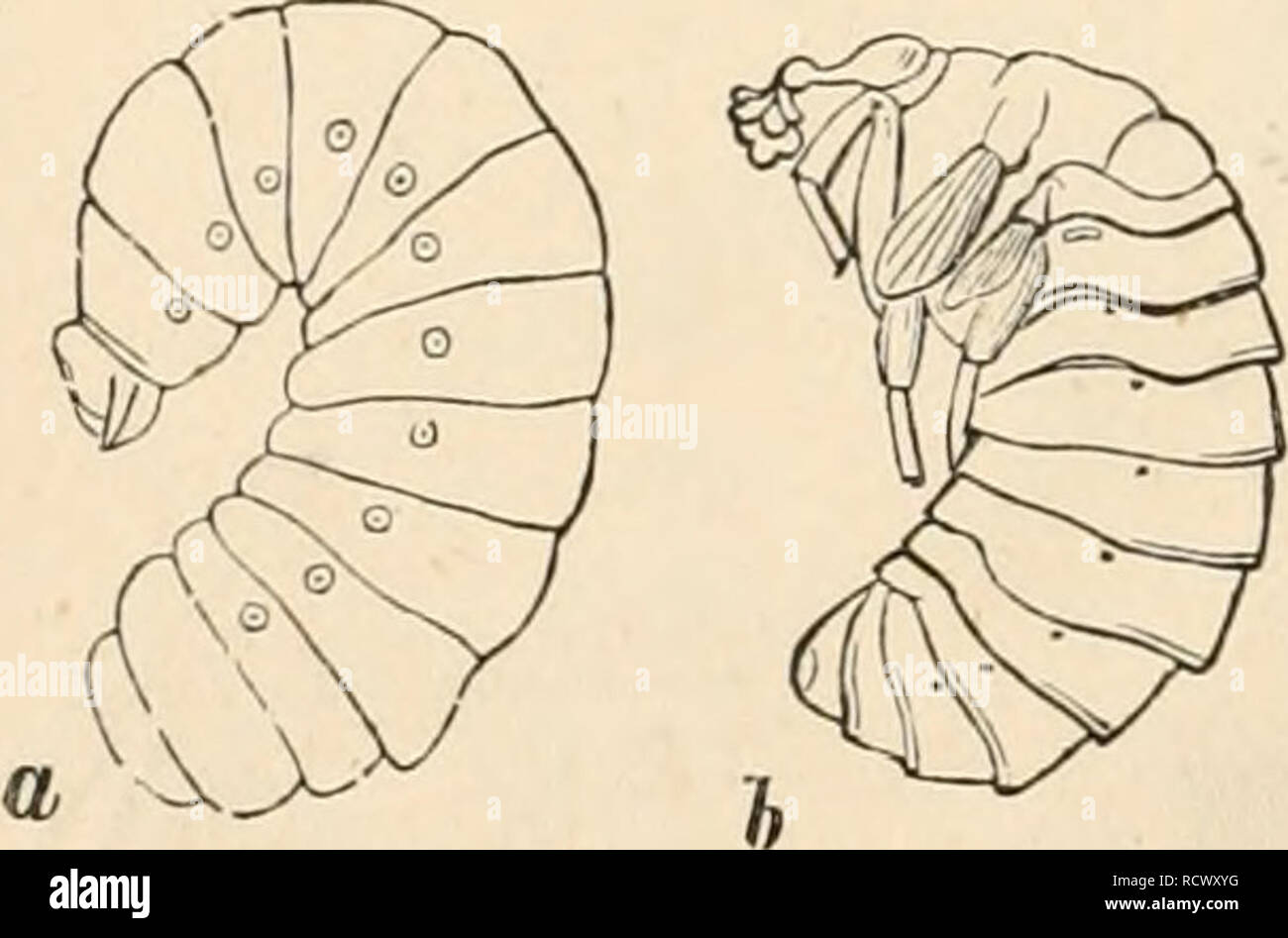 . Elementary text-book of zoology. Zoology. 594 INSECTA. Bub-order 1.—Terebrantia. Female with ovipositor as tube or borer (terebra), which projects freely at the end of the abdomen, and is sometimes retractile. Tribe 1. Phytophaga. Abdomen sessile. Trochanter composed of two rings. Larvae phytophagous, resemble caterpillars. Fam. Tenthredinidae (Leaf-wasps). Saw-flies. Abdomen sessile with short borer. The larvie have rarely three, usually nine to eleven pairs of legs, and resemble caterpillars. The females lay their eggs in the epidermis of leaves, the puncture causes the flow of .sap. which Stock Photo