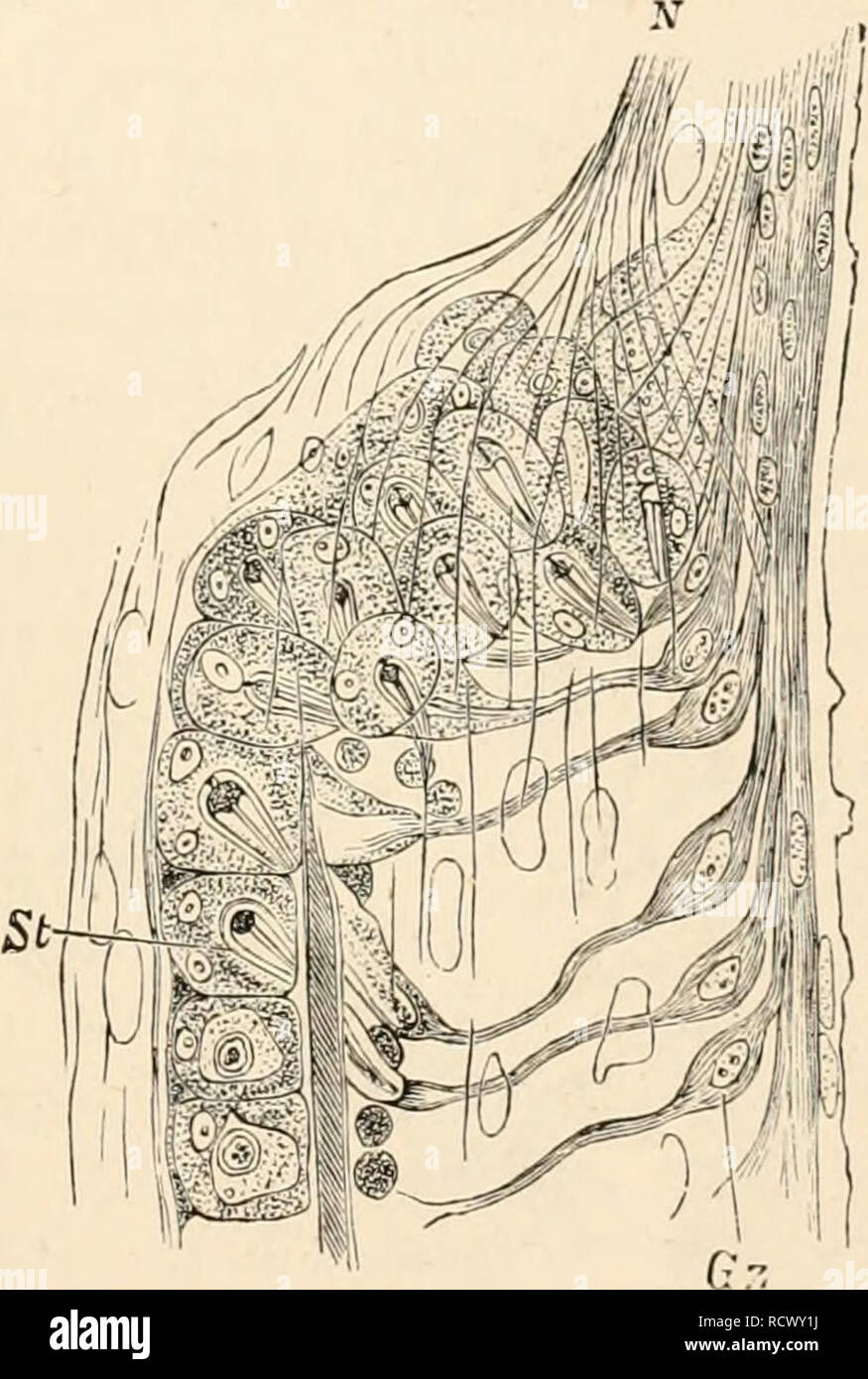 . Elementary text-book of zoology. Zoology. REPRODUCTION. 539 the ...