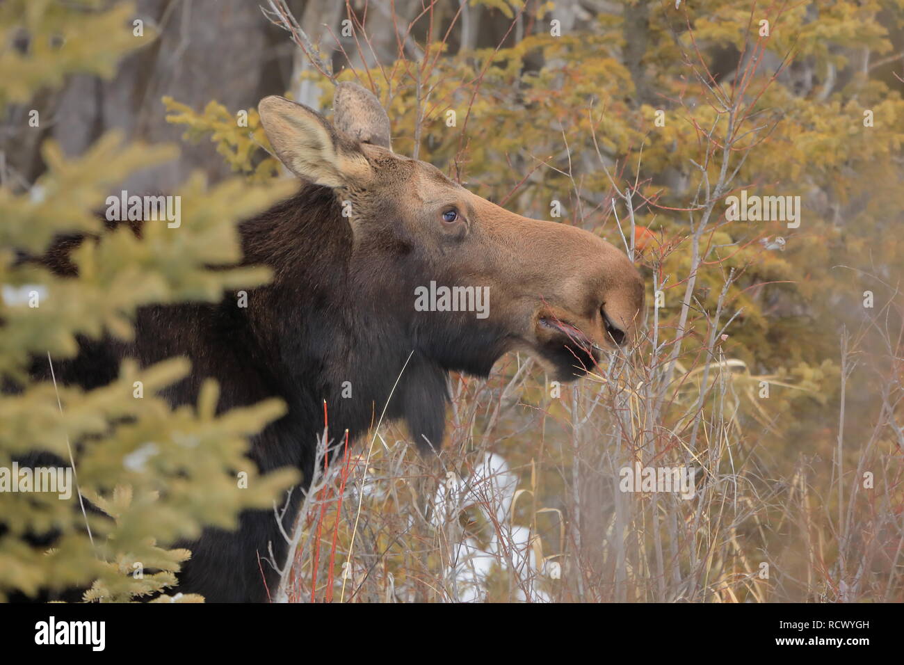 Moose eating hires stock photography and images Alamy