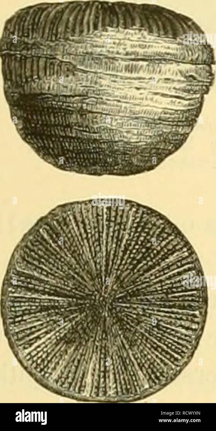 Astraeidae hires stock photography and images Alamy