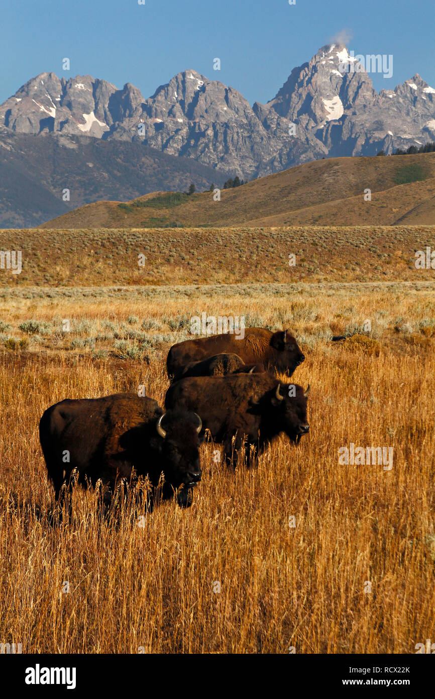 Buffalo at the Grand Teton National Park in Wyoming. Photo by Kyle Spradley | www.kspradleyphoto.com Stock Photo -