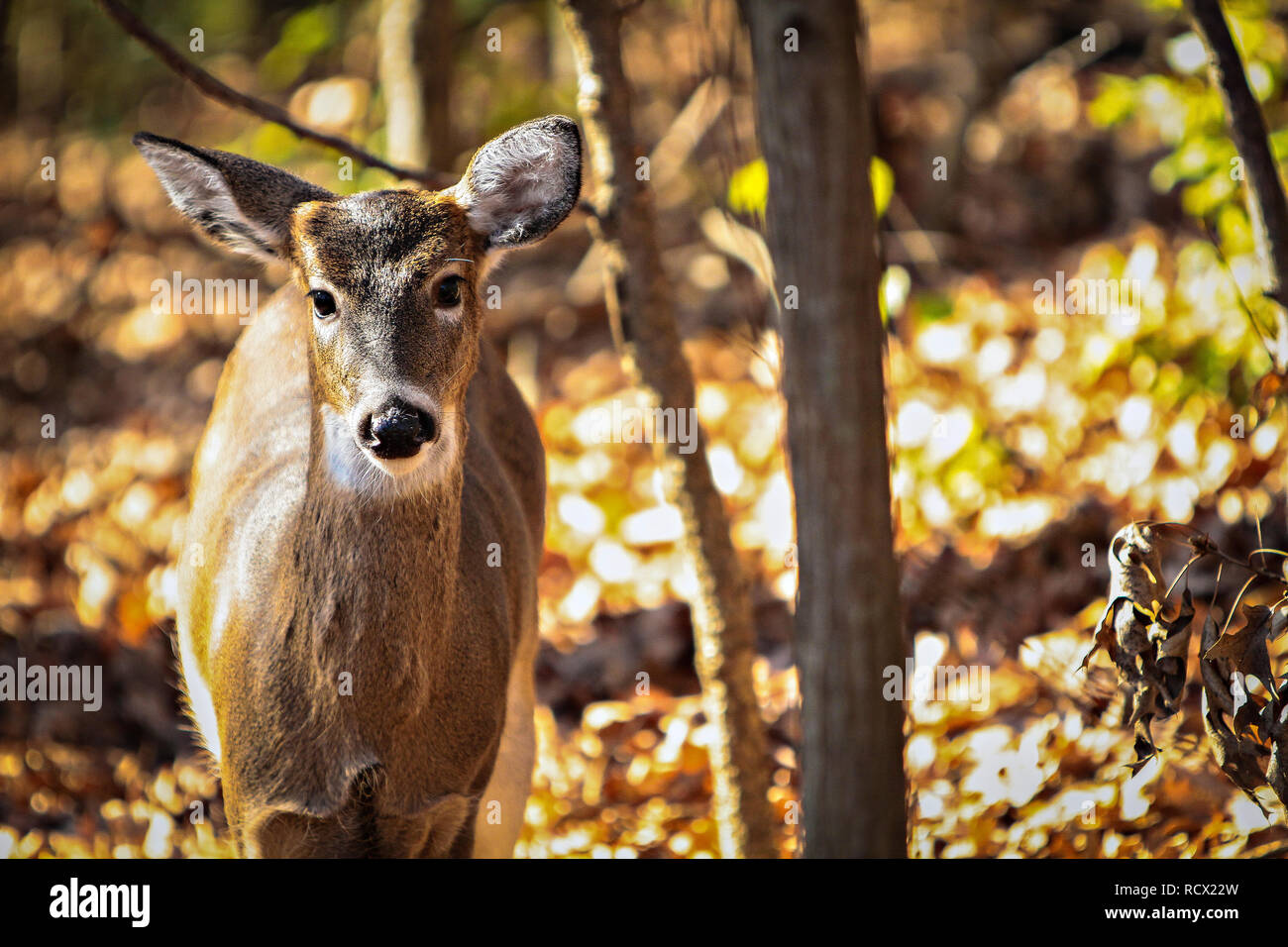 Deer in Missouri forests. Photo by Kyle Spradley www.kspradleyphoto