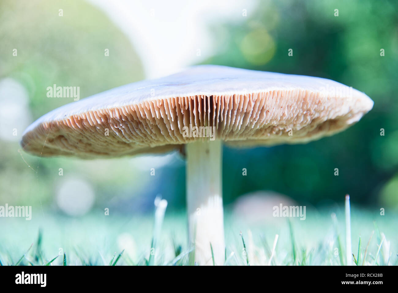 Mushroom in wet lawn after winter rain Stock Photo Alamy