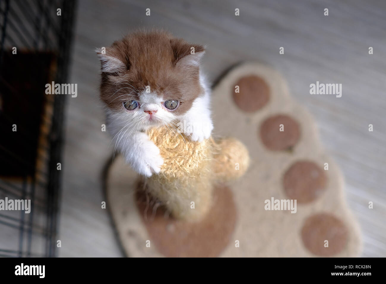 Cute Kitties Stock Photo