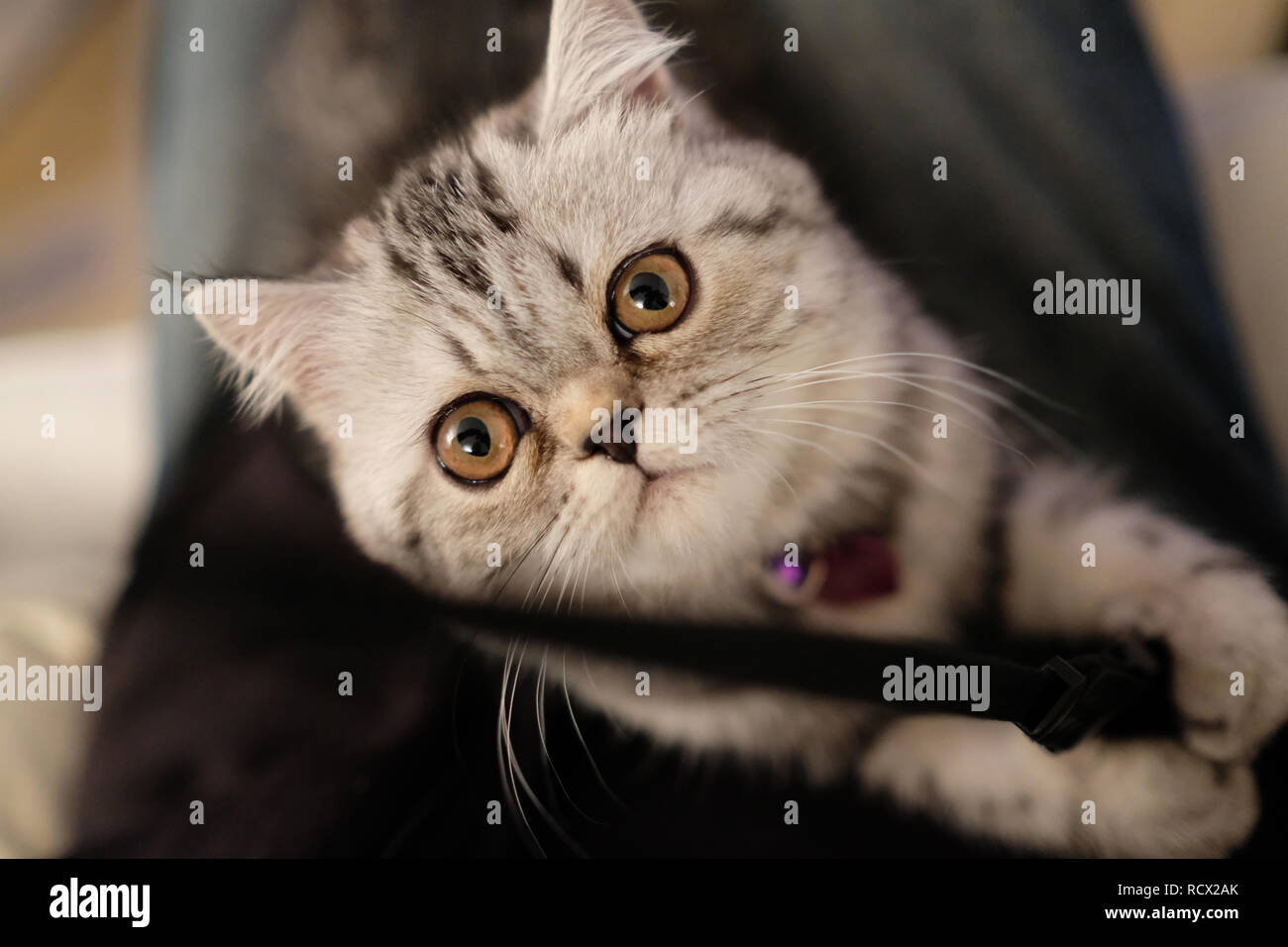 Cute Kitties Stock Photo
