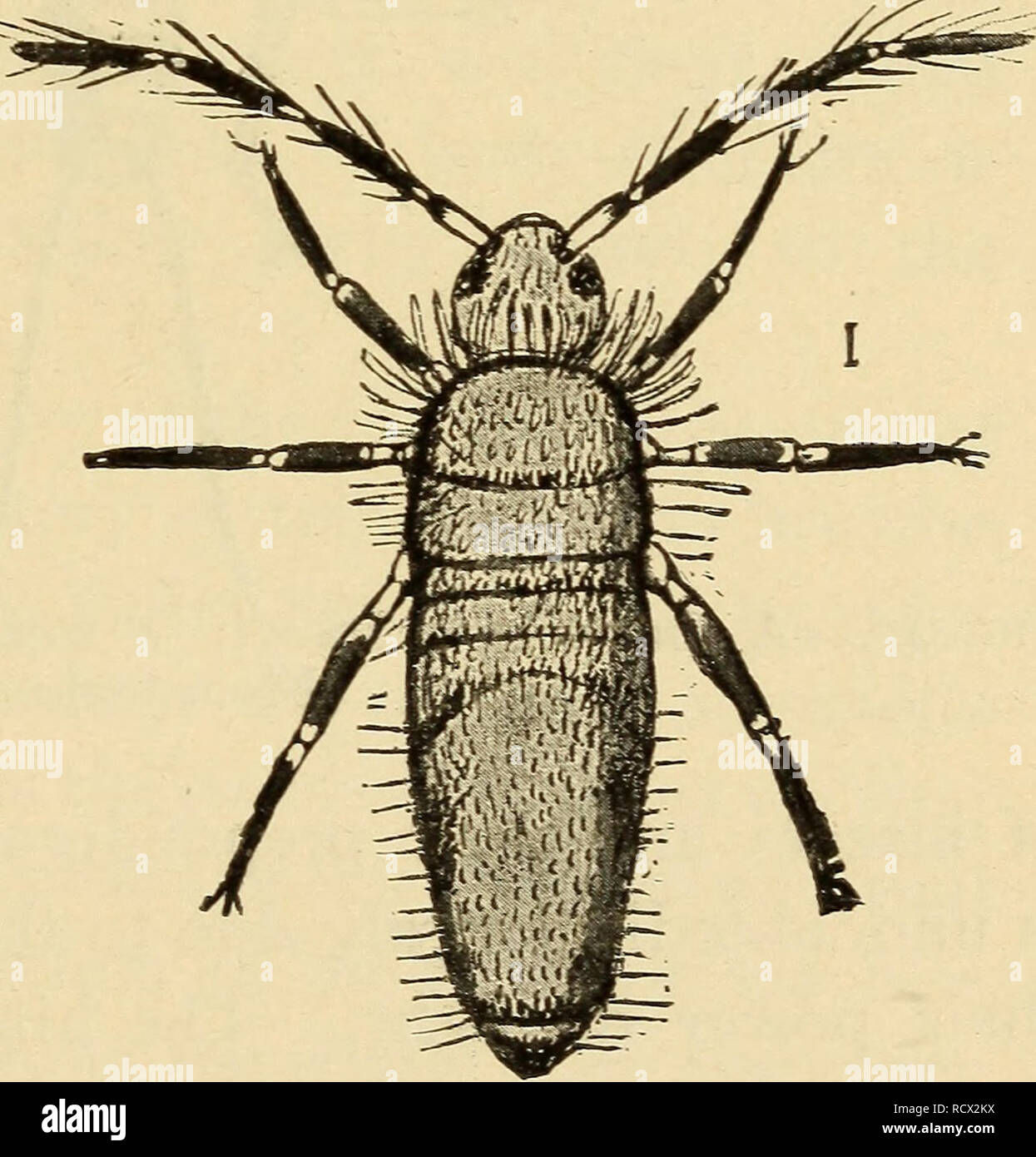 Elementary zoology. Zoology. BRANCH ARTHROPOD A; CLASS INSECT A : THE INSECTS 181 not be so miscalled. These last belong to the branch Arthropoda but to other classes than the class Elementary zoology. Zoology. BRANCH ARTHROPOD A; CLASS INSECT A : THE INSECTS 181 not be so miscalled. These last belong to the branch Arthropoda but to other classes than the class