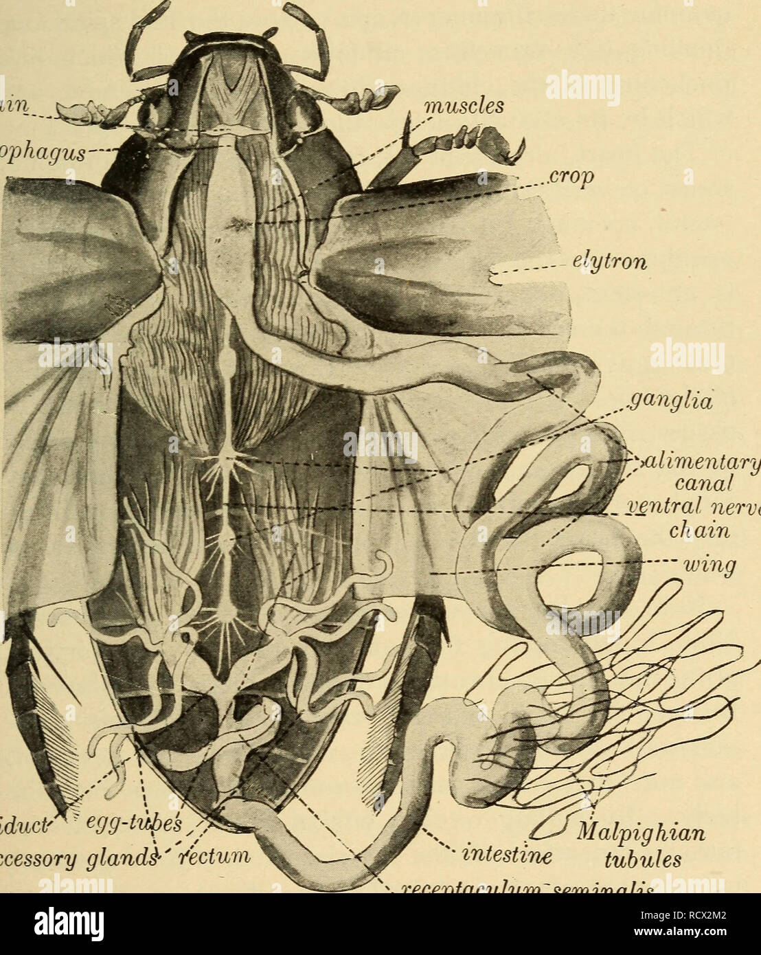 Insects dissection hires stock photography and images Alamy