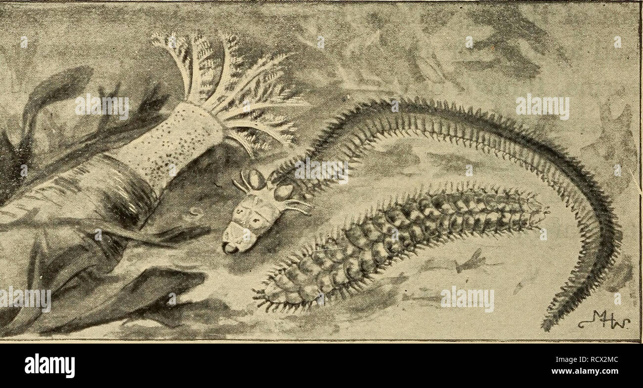 . Elementary zoology. Zoology. *3l ELEMENTARY ZOOLOGY the insects and crabs. Almost all of the worms have the power of locomotion; usually that of crawling. For this crawling they do not have legs composed of separate segments or joints as do the higher articulated animals,. Fig. 29.—A group of marine worms; at the left a gephyrean, Dendrostomun, cronjhelmi, the upper right-hand one a nereid, Nereis sp., the lower right-hand one, Polynoe brevisetosa. 'From tide-pool on the Bay of Monterey, California.) living specimens in a the crabs and insects, but either have fleshy unjointed legs, or vario Stock Photo