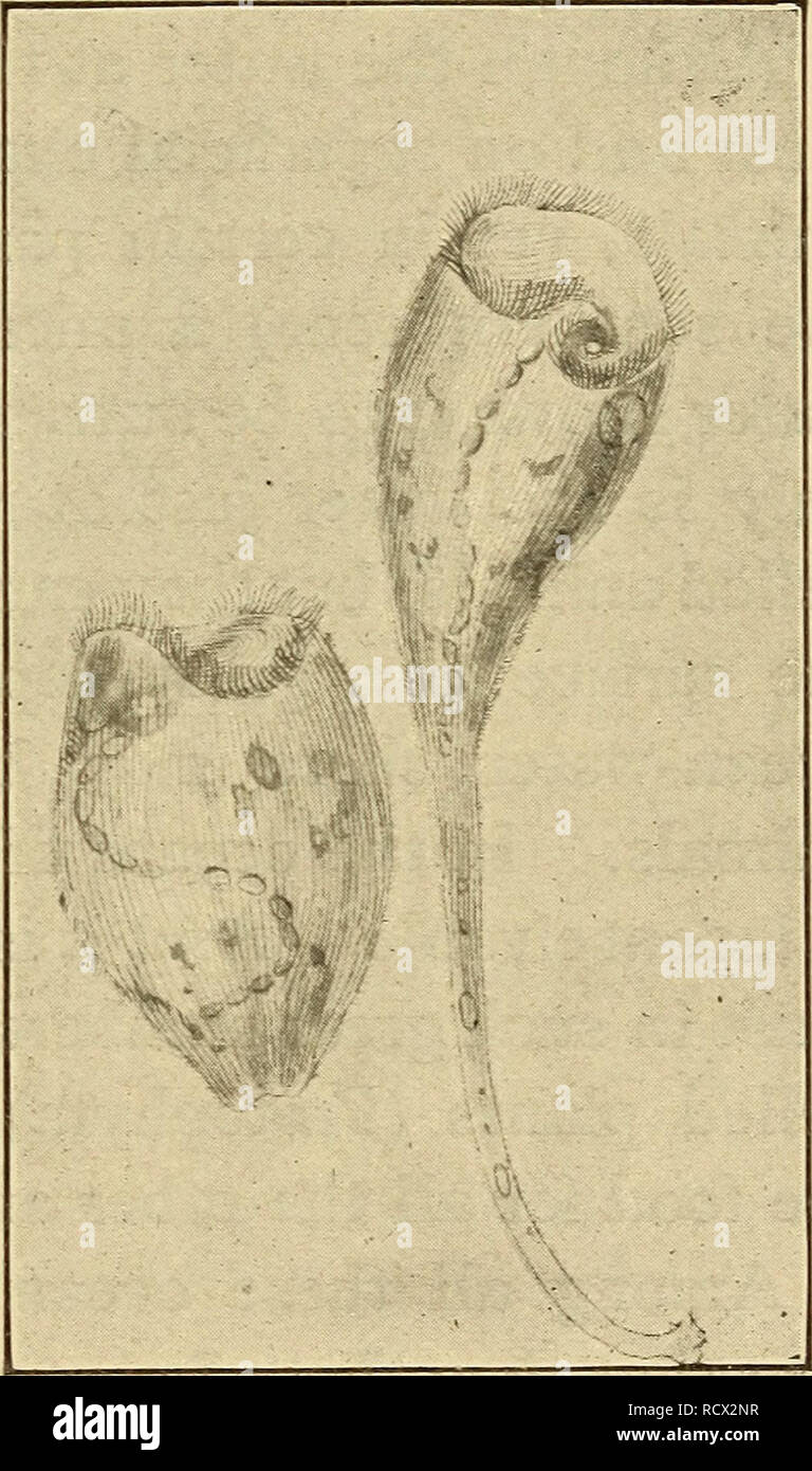 . Elementary zoology. Zoology. BRANCH PROTOZOA: THE ONE-CELLED ANIMALS ...