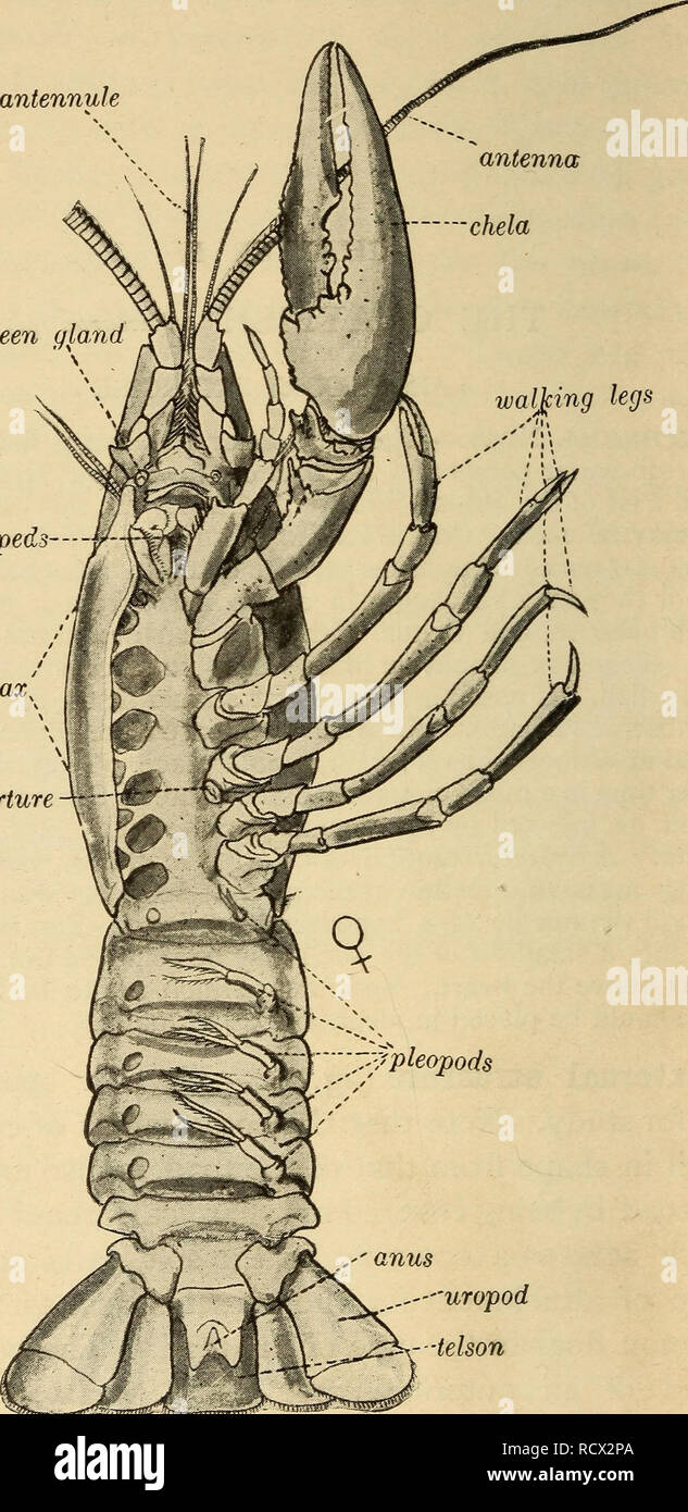 Crayfish External Anatomy Maxillipeds