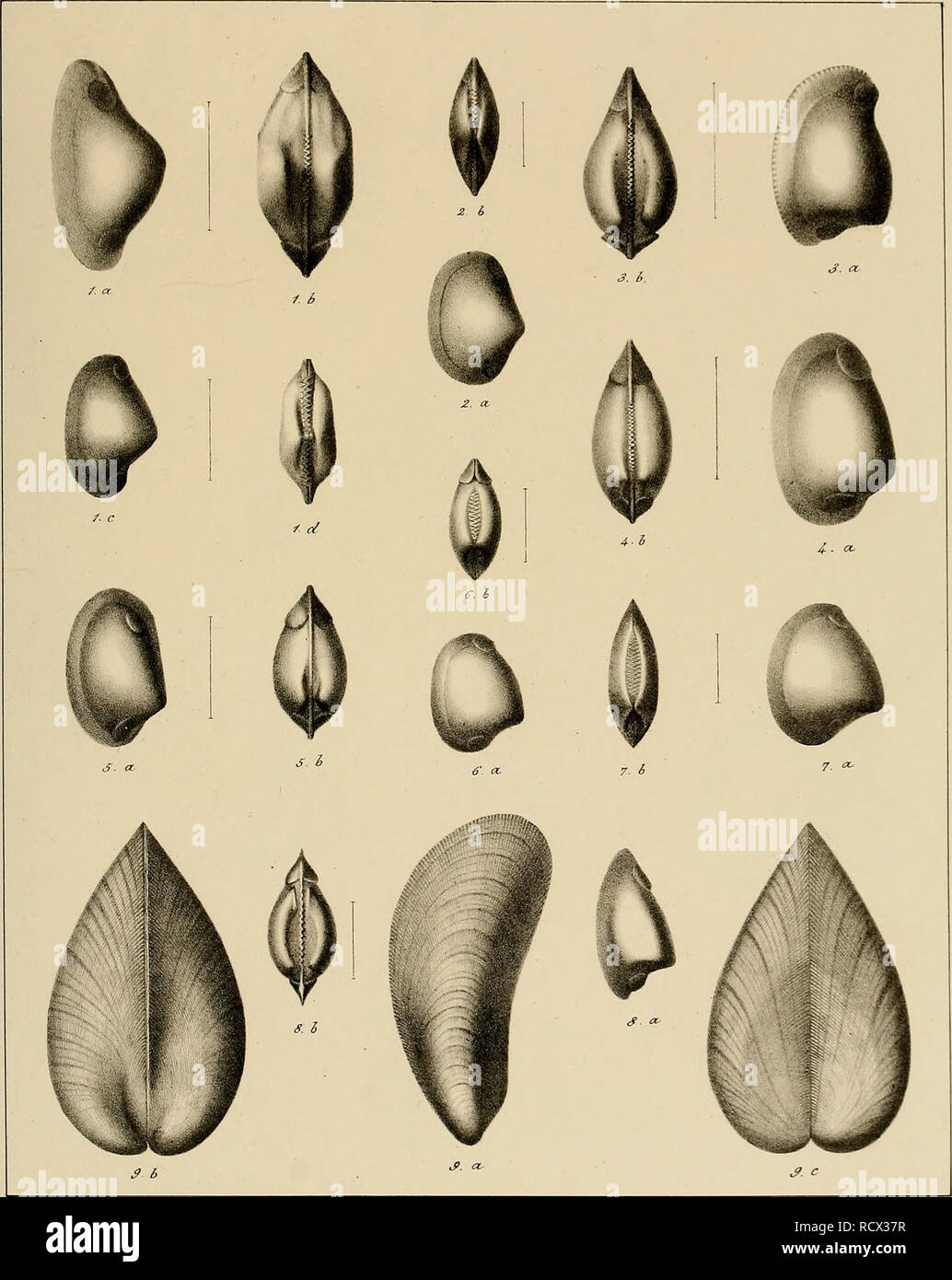 . Description des mollusques fossiles qui se trouvent dans les grès verts des environs de Genève. PI 39.. Fig. 1. Nlicxila Neckerian&lt;i.  Fi6. '^N-Vitrayeana. Fig. 3. N. pectinata.   Fi^ A N ovata. Fié 5. N. ^iir^itis Fi^. 6. N. Ardiiennensis.   Fi^. 7. N. Timotheaiia. Fi6. 8. N. Cartlnisiaî Fid. 9. MvtihiS Orbionyamis.. Please note that these images are extracted from scanned page images that may have been digitally enhanced for readability - coloration and appearance of these illustrations may not perfectly resemble the original work.. Pictet, François Jules, 1809-1872; Roux, William. Genè Stock Photo