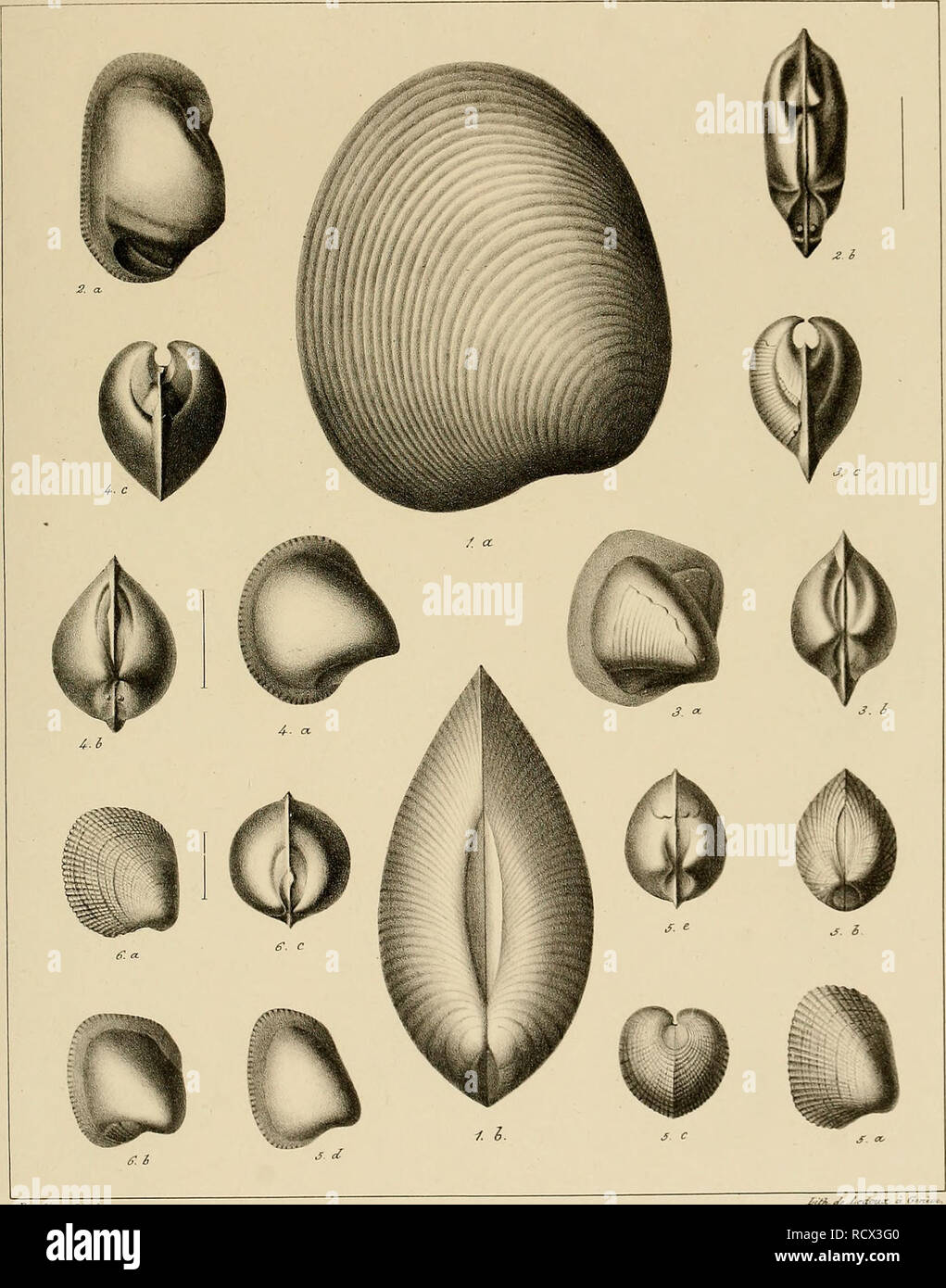 . Description des mollusques fossiles qui se trouvent dans les grès verts des environs de Genève. PI. 33. J'ùrc/int hfh Fi§. 1. Astarte ^ur^itis Piô. 1. Crassatella Saxoneti Fi6. 3. C. Sal)audiana. Fi6. 4.C.Fisiana Fi6. 5. Cardita Constantii Fi^. 6. C. rotundata.. Please note that these images are extracted from scanned page images that may have been digitally enhanced for readability - coloration and appearance of these illustrations may not perfectly resemble the original work.. Pictet, François Jules, 1809-1872; Roux, William. Genève Stock Photo