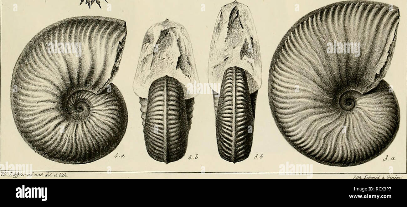 . Description des mollusques fossiles qui se trouvent dans les grÃ¨s verts des environs de GenÃ¨ve. tw^0^^. nriÃ ffi^ Â«jn^. M. ,iZM ZÃ®lA SrJ,m,i/ i C,^ FiÃ´.leta. VariÃ©tÃ©s de l'Ammonites inflatus Fi6.3et4- A.HuÃ´ardianus Fi^. 5. A.Tollatianus.. Please note that these images are extracted from scanned page images that may have been digitally enhanced for readability - coloration and appearance of these illustrations may not perfectly resemble the original work.. Pictet, FranÃ§ois Jules, 1809-1872; Roux, William. GenÃ¨ve Stock Photo