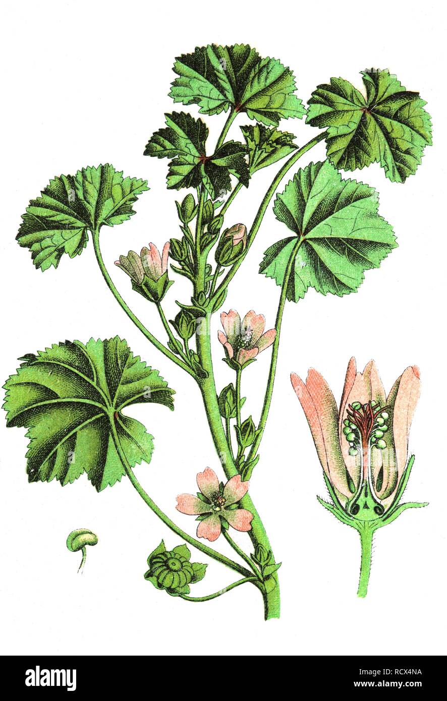 Common mallow, buttonweed, cheeseplant (Malva neglecta), medicinal and useful plants, chromolithography, 1880 Stock Photo
