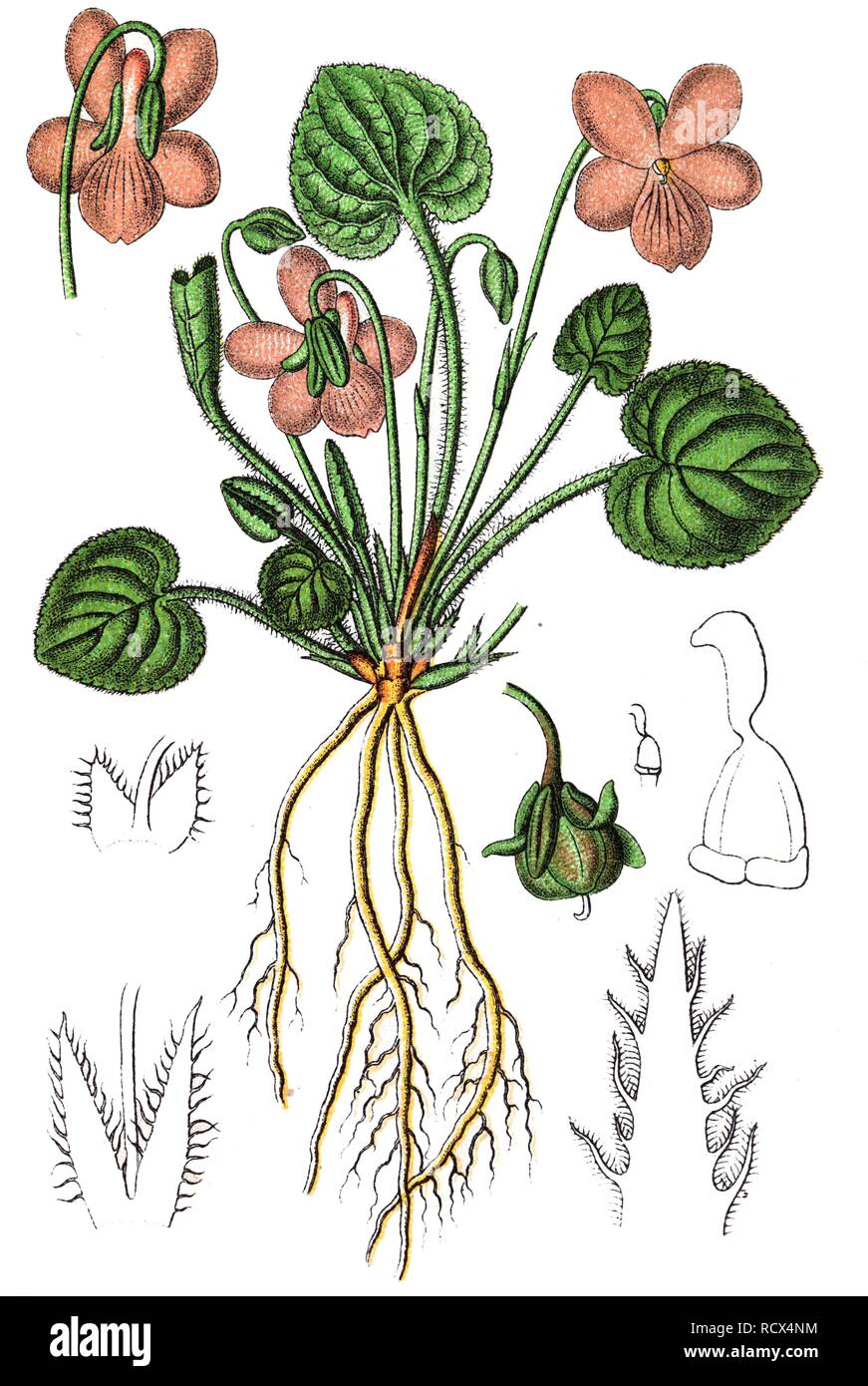 Hill violet (Viola collina), medicinal and useful plants, chromolithography, 1880 Stock Photo
