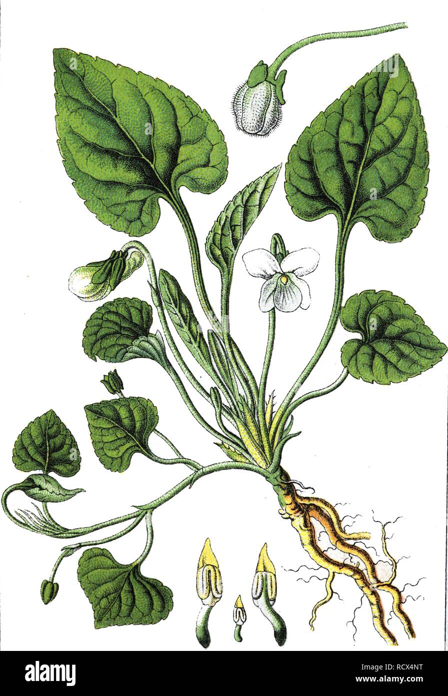White violet (Viola alba), medicinal and useful plants, chromolithography, 1880 Stock Photo