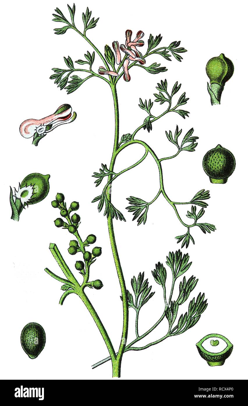 Fineleaf fumitory, Indian fumitory (Fumaria parviflora), medicinal and useful plants, chromolithography, 1880 Stock Photo