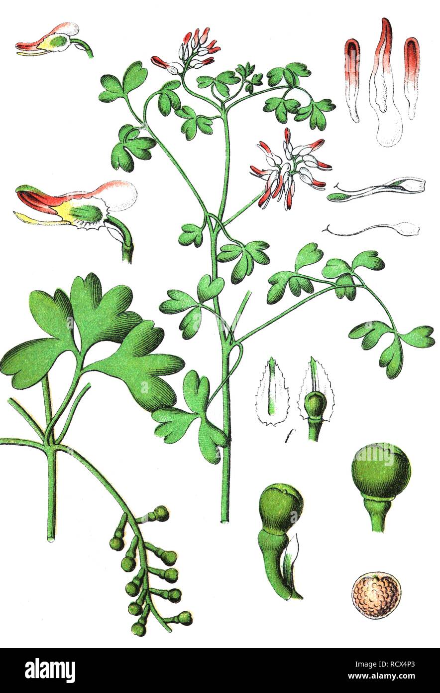 White ramping fumitory (Fumaria capreolata), medicinal and useful plants, chromolithography, 1880 Stock Photo