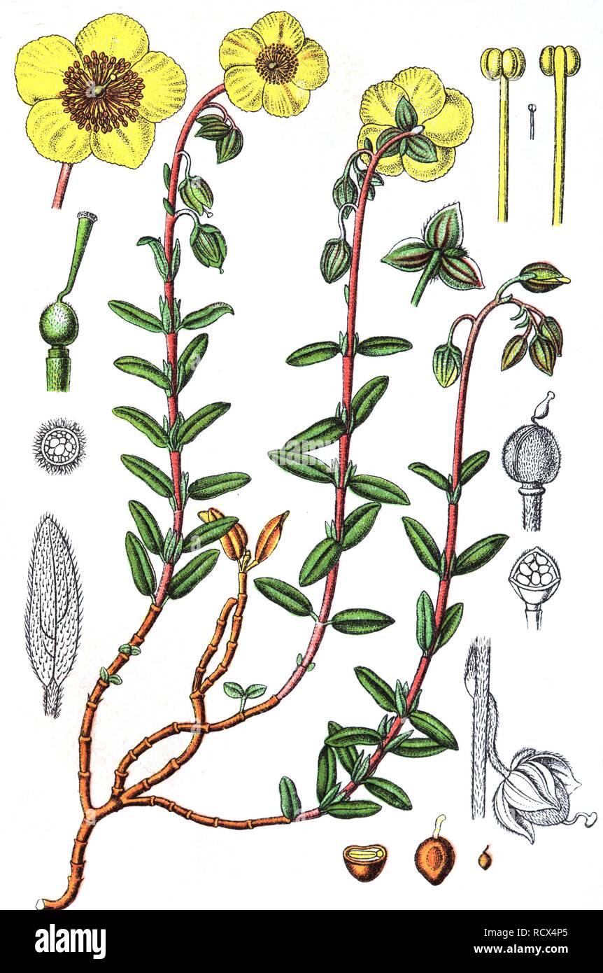 Rockrose (Helianthemum nummularium grandiflorum), medicinal and useful plants, chromolithography, 1880 Stock Photo