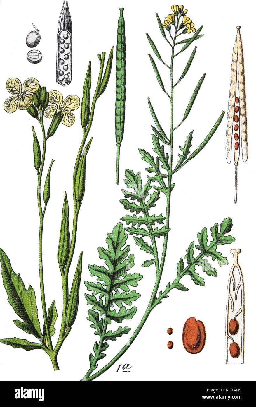 Common dogmustard (Erucastrum gallicum) and rocketsalad (Eruca vesicaria) on the right, medicinal and useful plants Stock Photo