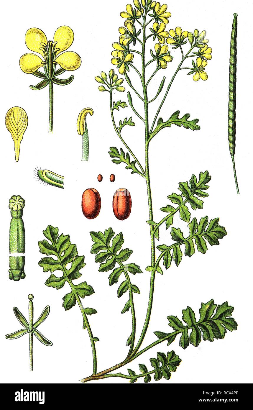 Watercress dogmustard (Erucastrum nasturtiifolium), medicinal and useful plants, chromolithography, 1880 Stock Photo