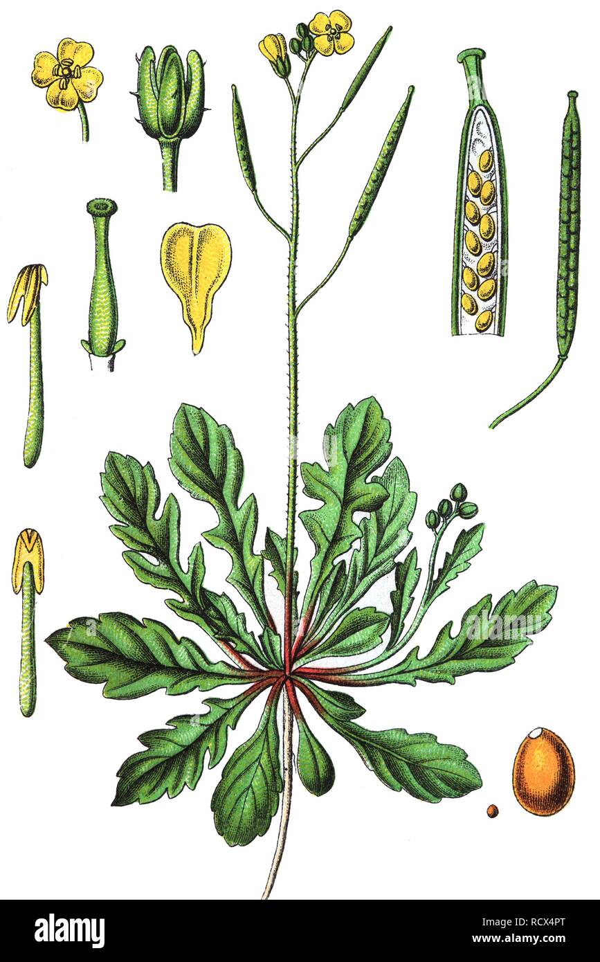 Annual wall-rocket (Diplotaxis muralis), medicinal and useful plants, chromolithography, 1880 Stock Photo
