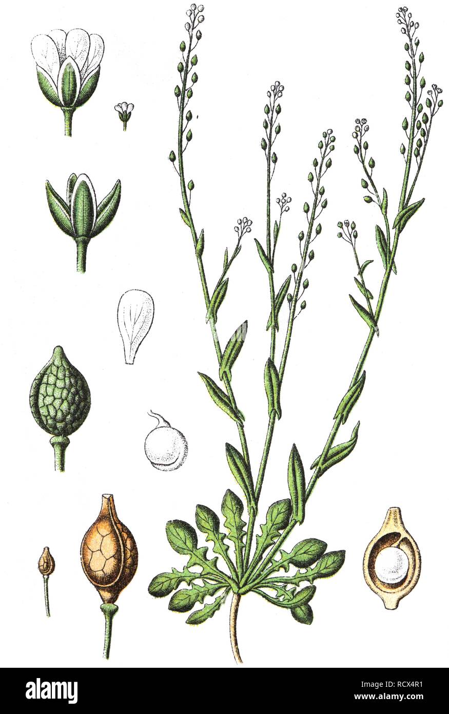 Calepina (Calepina irregularis), medicinal and useful plants, chromolithography, 1880 Stock Photo