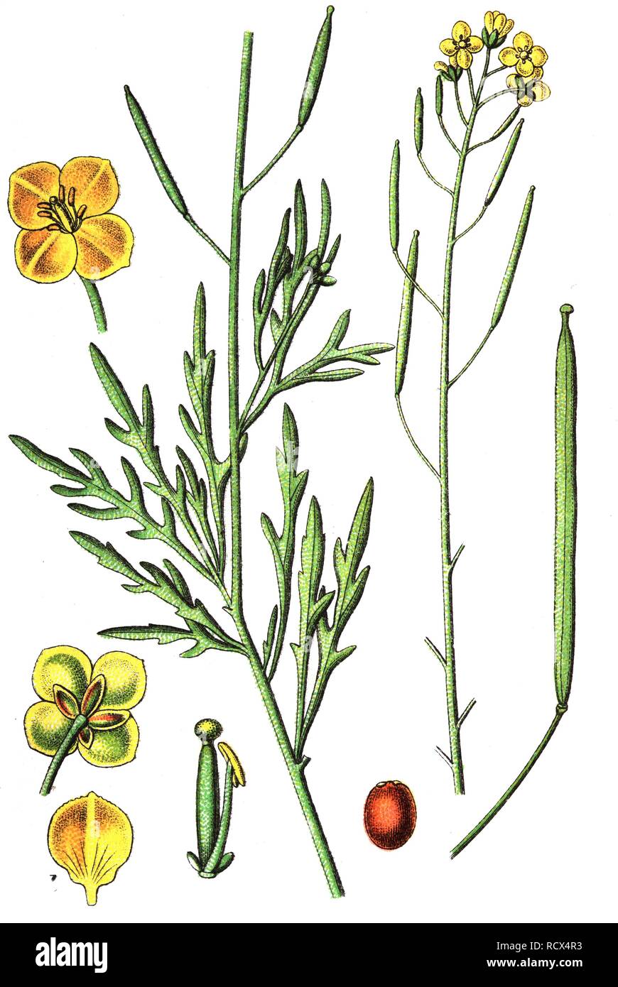 Perennial wall-rocket (Diplotaxis tenuifolia), medicinal and useful plants, chromolithography, 1880 Stock Photo