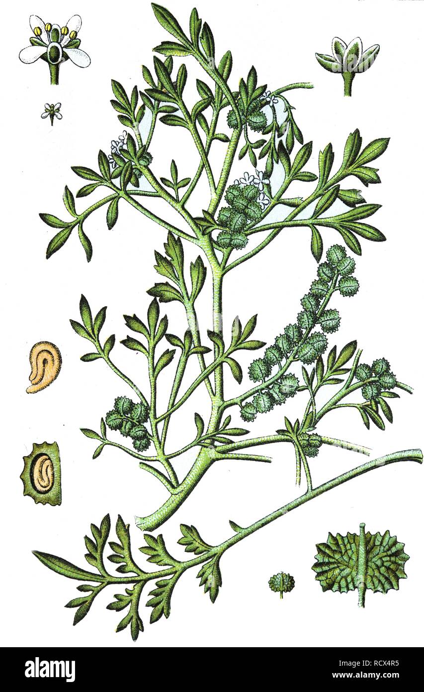 Swine-cress (Coronopus squamatus), Greater swinecress (Lepidium coronopus), medicinal and useful plants, chromolithography, 1880 Stock Photo