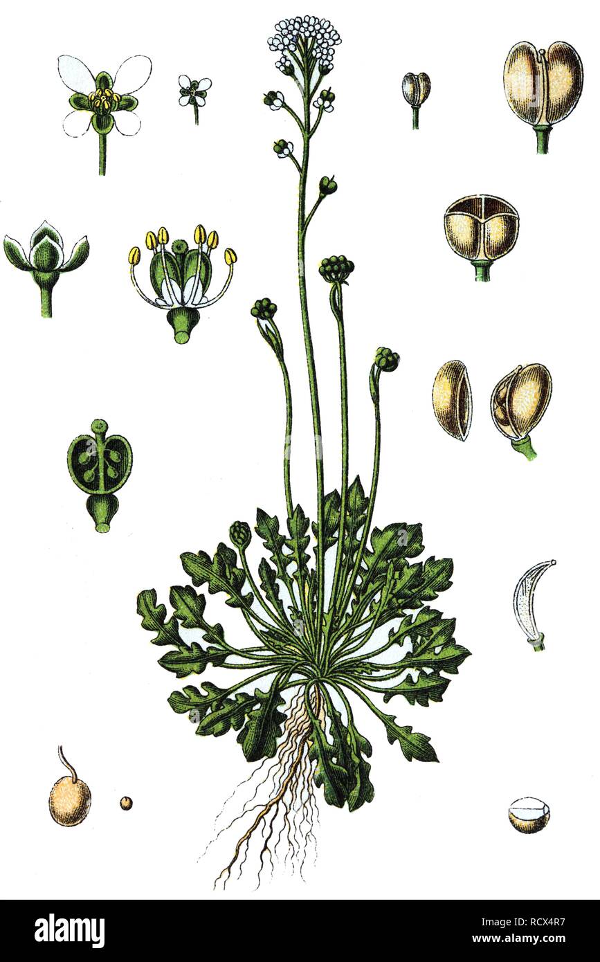 Shepherds cress (Teesdalia nudicaulis), medicinal and useful plants, chromolithography, 1880 Stock Photo