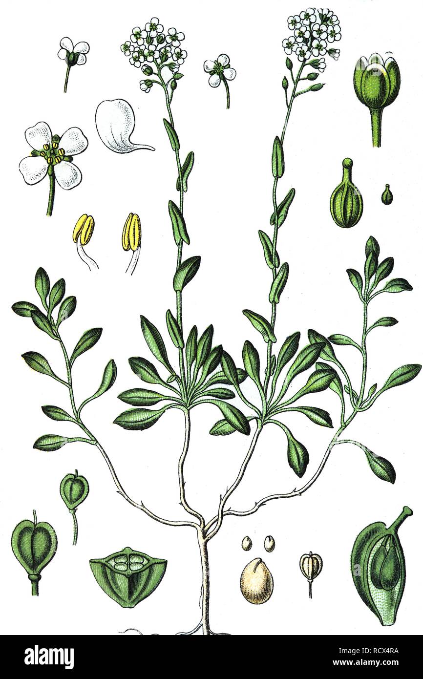 Alpine pennycress (Thlaspi montanum), medicinal and useful plants, chromolithography, 1880 Stock Photo