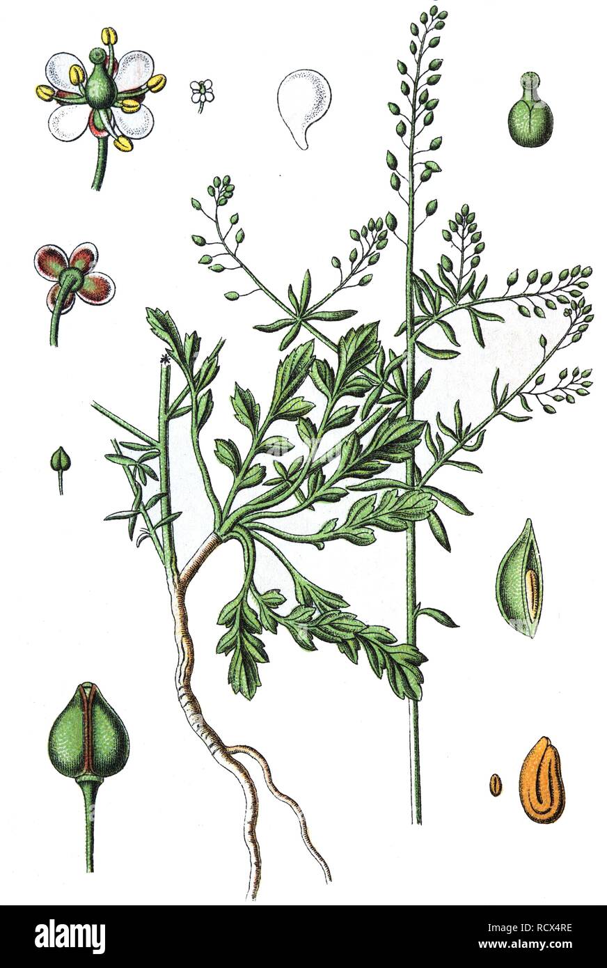 Grassleaf pepperweed (Lepidium graminifolium), medicinal and useful plants, chromolithography, 1880 Stock Photo