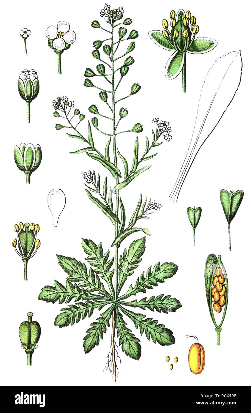 Shepherd's-purse (Capsella bursa-pastoris), medicinal and useful plants, chromolithography, 1880 Stock Photo
