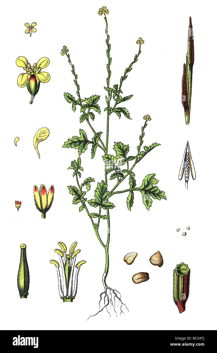 Hedge mustard (Sisymbrium officinale), medicinal and useful plants, chromolithography, 1880 Stock Photo
