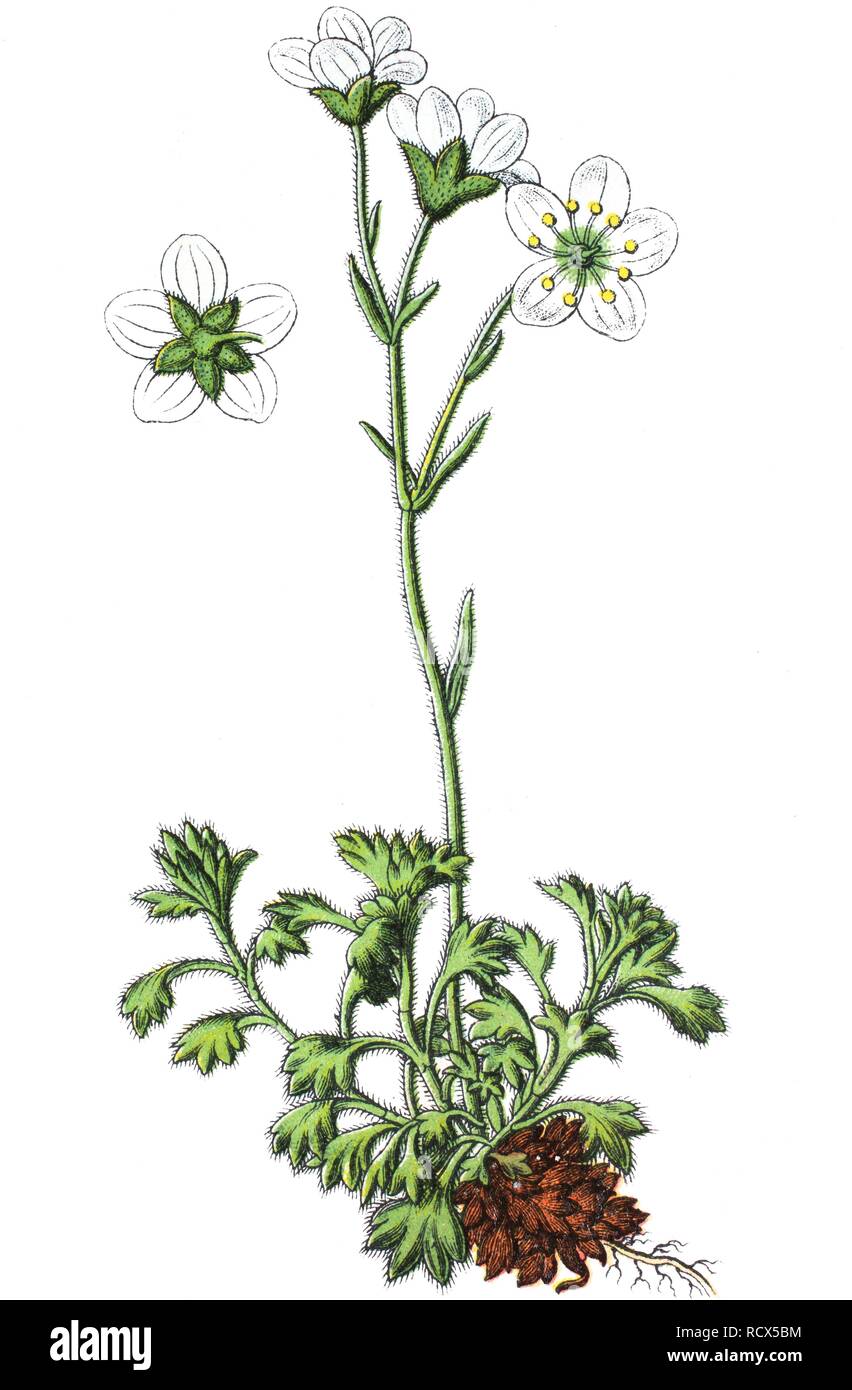 Tufted saxifrage (Saxifraga cespitosa), medicinal and useful plant, chromolithograph, 1881, historical illustration Stock Photo