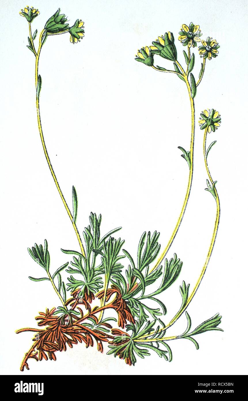 Musky Saxifrage (Saxifraga moschata, also Saxifraga exarata ssp. moschata), medicinal and useful plant, chromolithograph, 1881 Stock Photo