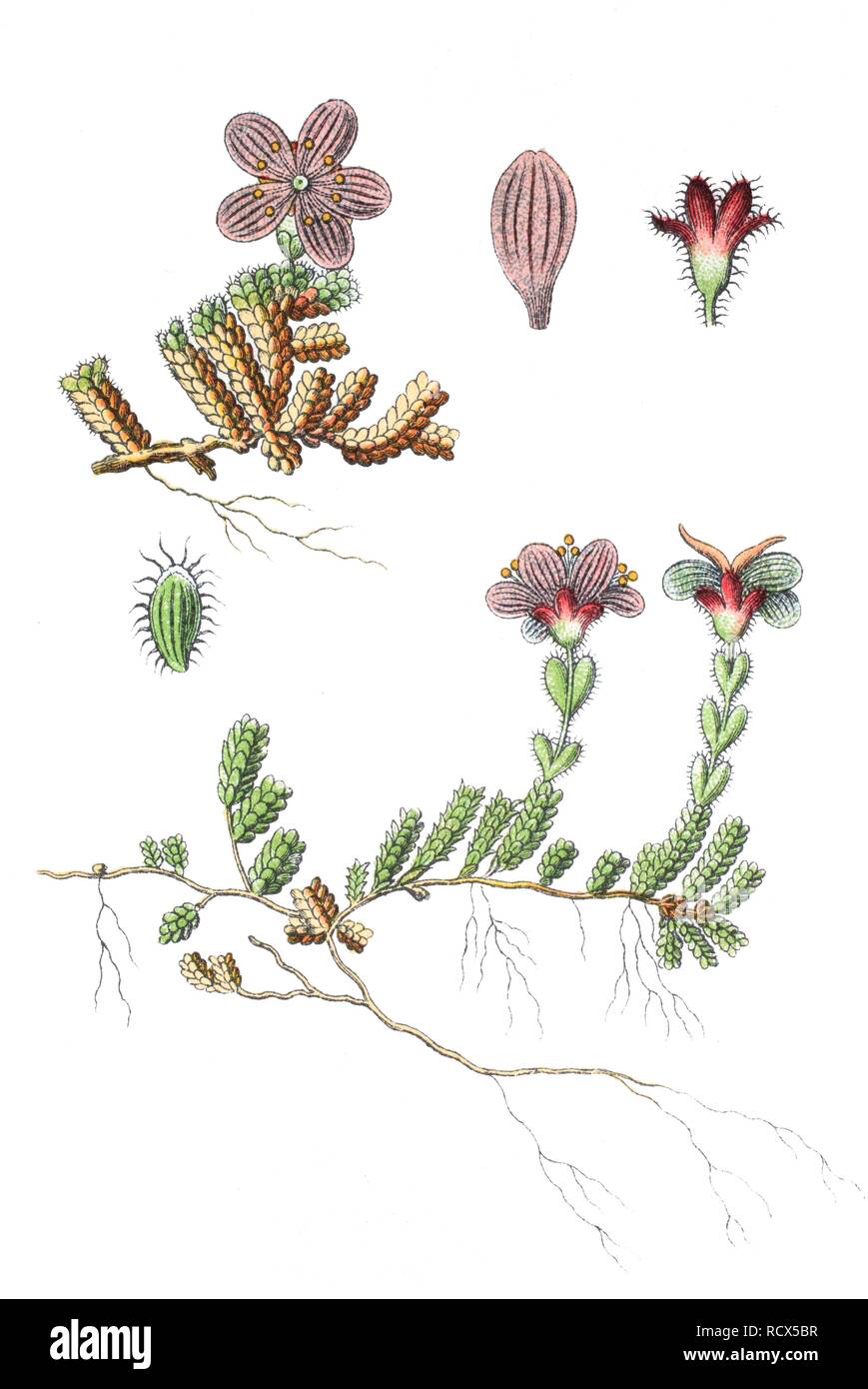 Purple saxifrage (Saxifraga oppositifolia), medicinal and useful plant, chromolithograph, 1881, historical illustration Stock Photo