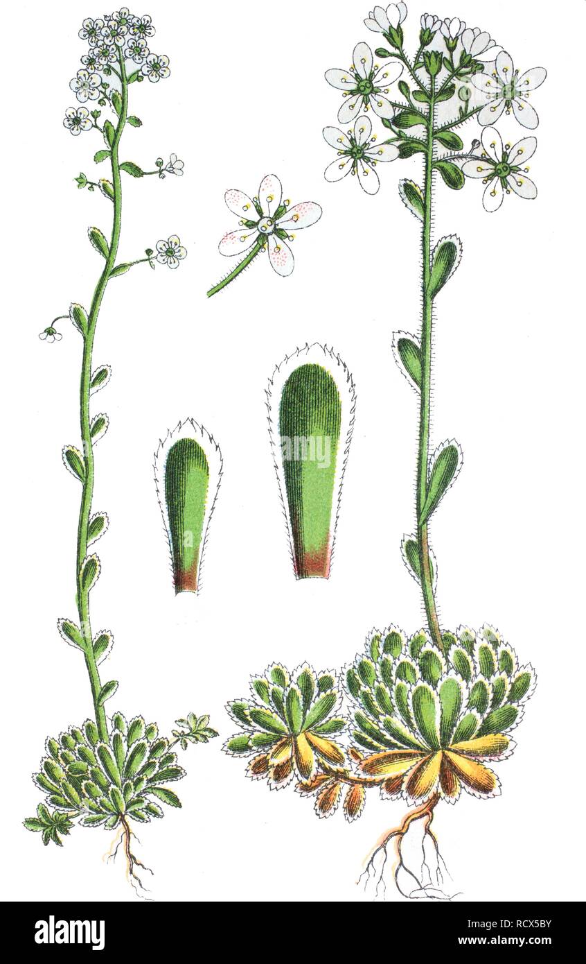 Saxifrage (Saxifraga paniculata, syn. Saxifraga aizoon or Chondrosea aizoon), medicinal and useful plant, chromolithograph, 1881 Stock Photo