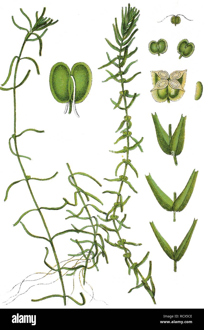 Intermediate Water Starwort (Callitriche hamulata), left, Autumn Water Starwort (Callitriche hermaphroditica), right Stock Photo