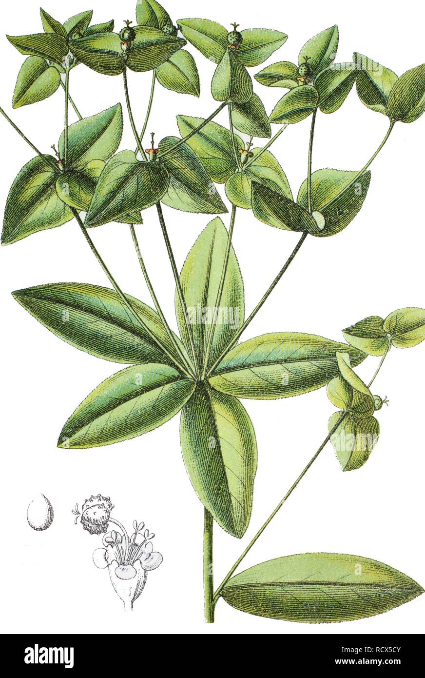 Spurge plant, (Euphorbia dulcis), medicinal and useful plant, chromolithograph, 1881, historical illustration Stock Photo