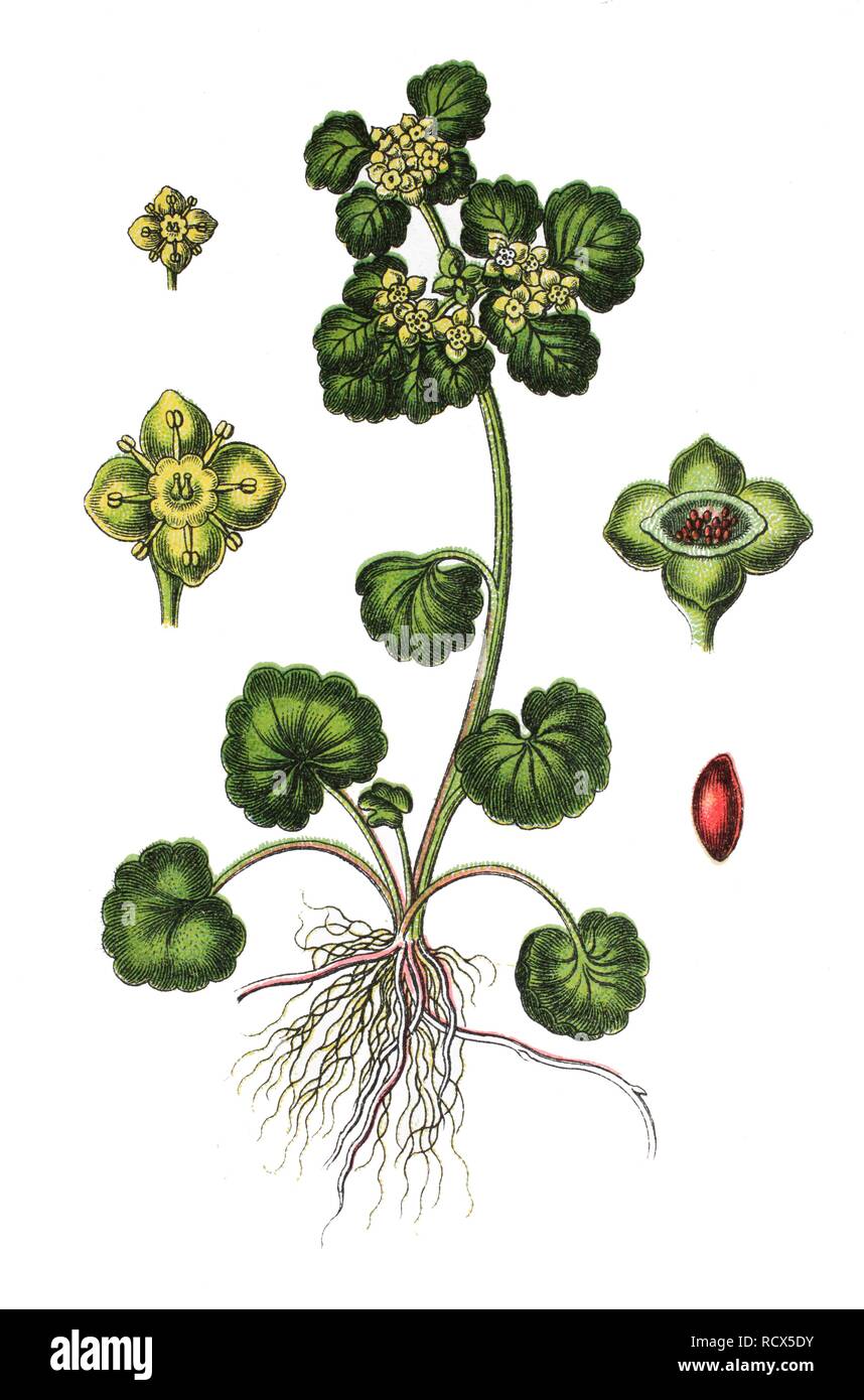 Alternate-leaved Golden Saxifrage (Chrysosplenium alternifolium), medicinal and useful plant, chromolithograph, 1881 Stock Photo